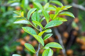 Ora-pro-nóbis Pereskia aculeata with ripe fruits and thorns on the surface