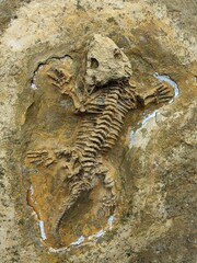 A preserved fossil of Seymouria, showcasing an extinct reptile-like amphibian from the Permian period, providing insight into early vertebrate evolution. © Semi