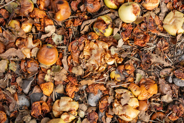Rotten apples on the ground among autumn leaves create a texture of decay and nature's transition to a new season.