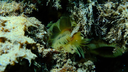 Polychaeta Smooth tubeworm or red-spotted horseshoe (Protula tubularia) undersea, Aegean Sea, Greece, Halkidiki, Pirgos beach