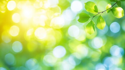 Vibrant Green Leaves and Sunlight in Nature
