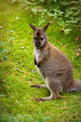 Kangaroo wallaby on a sunny green meadow