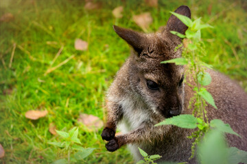 Kangaroo wallaby on a sunny green meadow