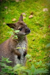 Kangaroo wallaby on a sunny green meadow
