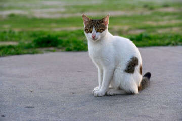 A close-up of a tabby cat with striking yellow eyes, intently staring at something outdoors, with blurred greenery in the background.
