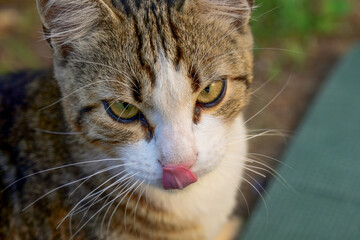A close-up of a tabby cat with striking yellow eyes, intently staring at something outdoors, with blurred greenery in the background.
