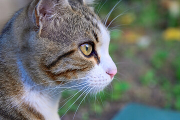 A close-up of a tabby cat with striking yellow eyes, intently staring at something outdoors, with blurred greenery in the background.
