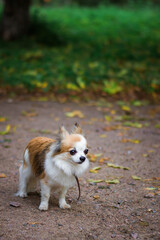 chihuahua dog in the park