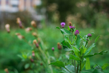 Obraz premium purple flowers in the forest