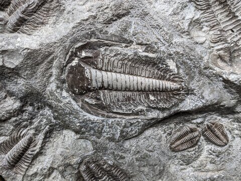 A well-preserved trilobite fossil, representing an ancient marine arthropod from the Paleozoic era, a key piece in understanding Earth&rsquo;s early life.