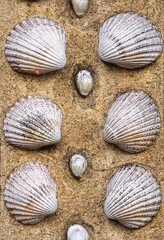 A decorative arrangement of various seashells embedded in a stone wall, Grosvenor garden of London.