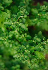 Background of chrysanthemum flower leaves. Beauty is in nature.