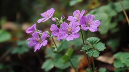 Pelargonium capitatum, a species of rose-scented geranium, blooms with purple flowers in October.