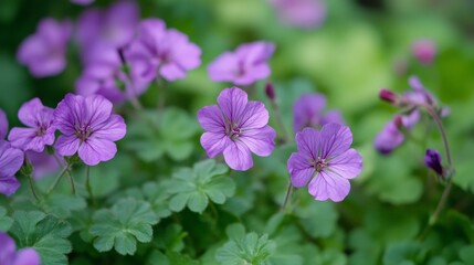 Fototapeta premium Pelargonium capitatum, a species of rose-scented geranium, blooms with purple flowers in October.