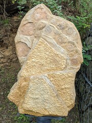  Fossil of Cyclomedusa, a Precambrian disc-shaped organism, showcasing early multicellular life and its contribution to Earth’s evolutionary history.