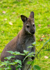 Fototapeta premium Kangaroo wallaby on a sunny green meadow