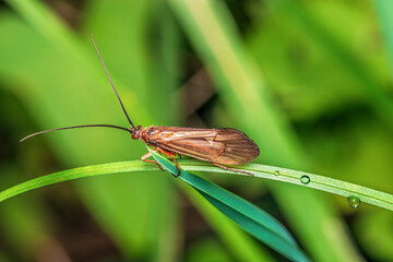K&ouml;cherfliege Anabolia nervosa Insekt