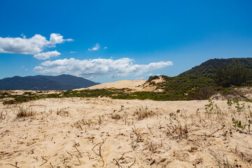 dunas e vegetação da Praia da Joaquina Florianópolis Santa Catarina Brasil Florianopolis