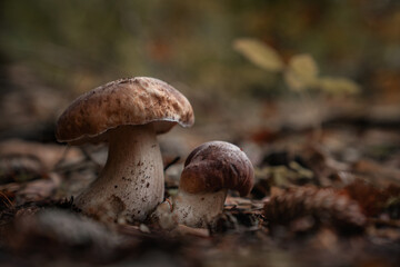 Close up of mushrooms in the forest with copy space