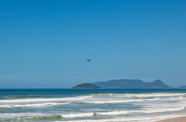 p&aacute;ssaro carcar&aacute; voando na Praia da Joaquina ao fundo a ilha do Campeche em Florian&oacute;polis Santa Catarina Brasil Florianopolis