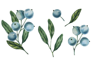 Watercolor blueberry branches, botanical illustration featuring green leaves and berries. Ideal for natural designs, organic products, or decor. Soft, detailed, and realistic artwork.