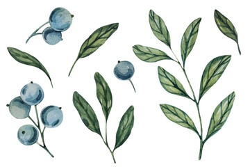 Watercolor vector blueberry branches, botanical illustration featuring green leaves and berries. Ideal for natural designs, organic products, or decor. Soft, detailed, and realistic artwork.
