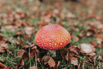 Amanita muscaria, red and white toadstools.