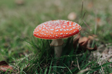 Amanita muscaria, red and white toadstools.