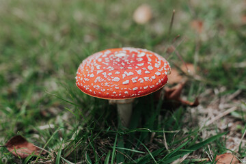 Amanita muscaria, red and white toadstools.
