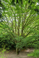 Impressive spreading branches of a hornbeam tree growing along the walkway of the old town defences...