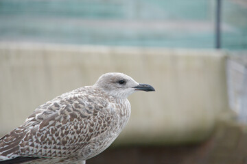 Lone juvenile seagull example