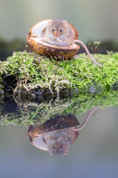 Harvest mouse sitting in a conker shell reflected in water