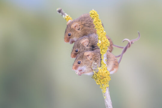 Three cute field mice sitting on a yellow branch and eating