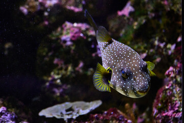 Dogface puffer fish (Arothron nigropunctatus) © R R