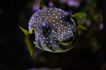 Dogface puffer fish (Arothron nigropunctatus) © R R