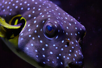 Dogface puffer fish (Arothron nigropunctatus) © R R