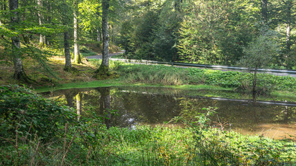 Small lake in a forest in northern Spain