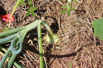 White onion grows in a bed lined with grass