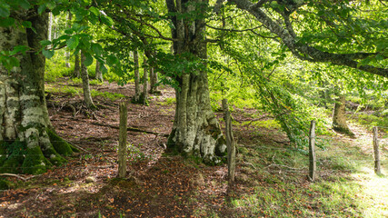 Leafy forest in northern Spain