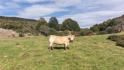 Bulls in the north of Spain
