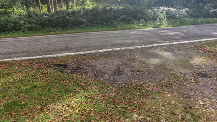 Road in the middle of a forest in northern Spain