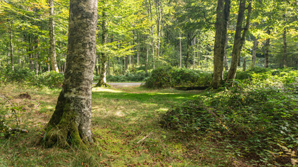 Leafy forest in northern Spain