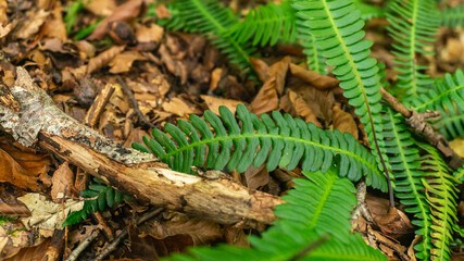Fern in a forest in northern Spain