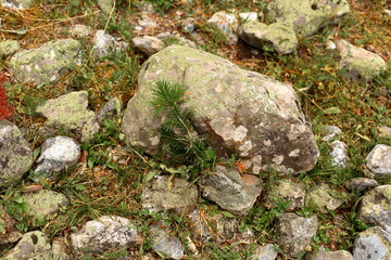 moss on rock