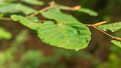 Obraz premium Oak leaf in northern Spain