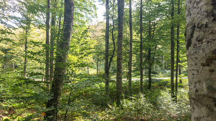 Obraz premium Leafy forest in northern Spain