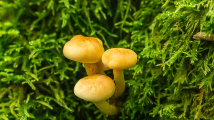 Mushrooms in a forest in northern Spain