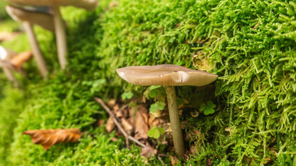 Mushrooms in a forest in northern Spain