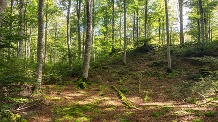 Leafy forest in northern Spain
