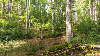 Obraz premium Leafy forest in northern Spain